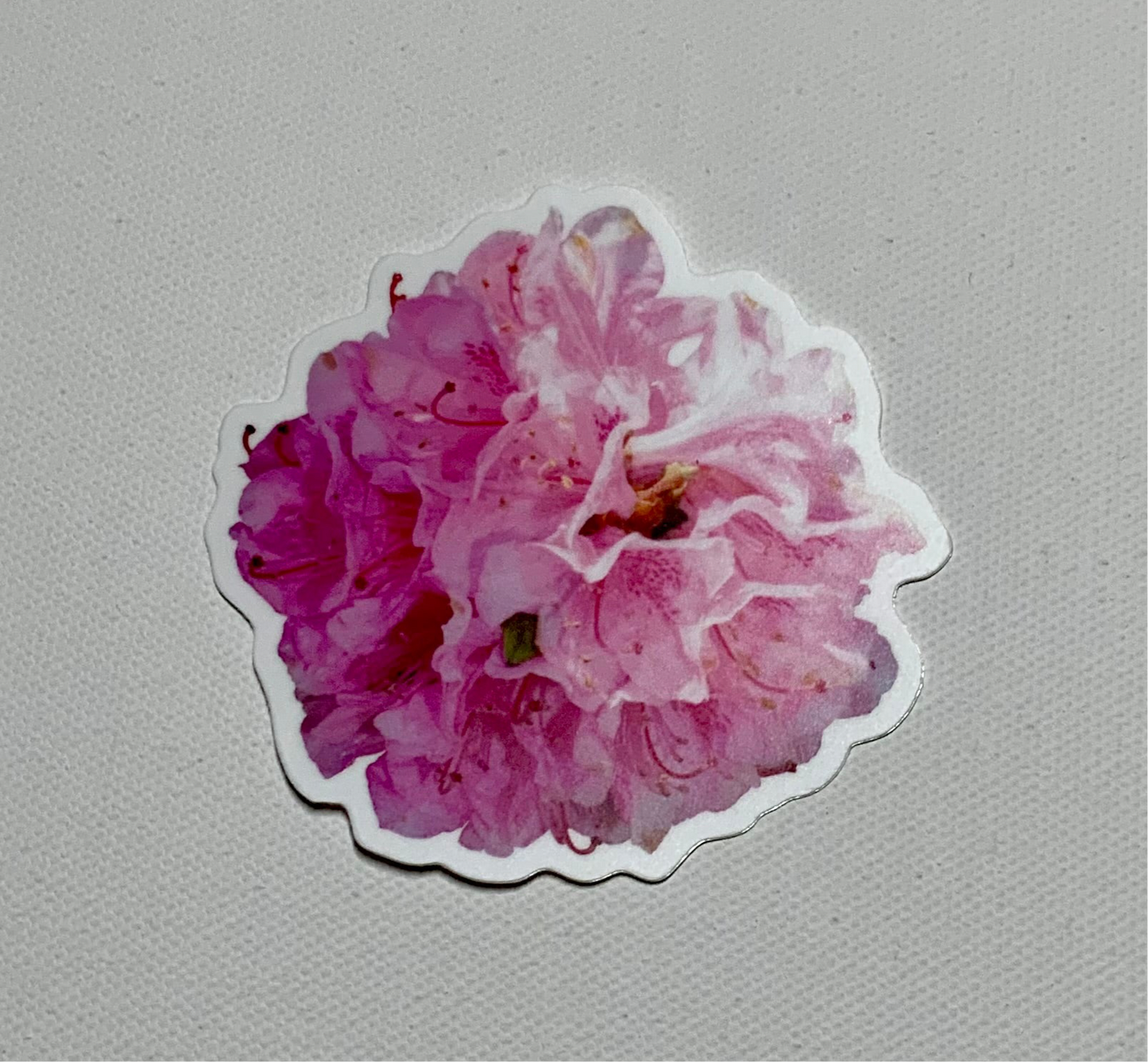Rhododendron