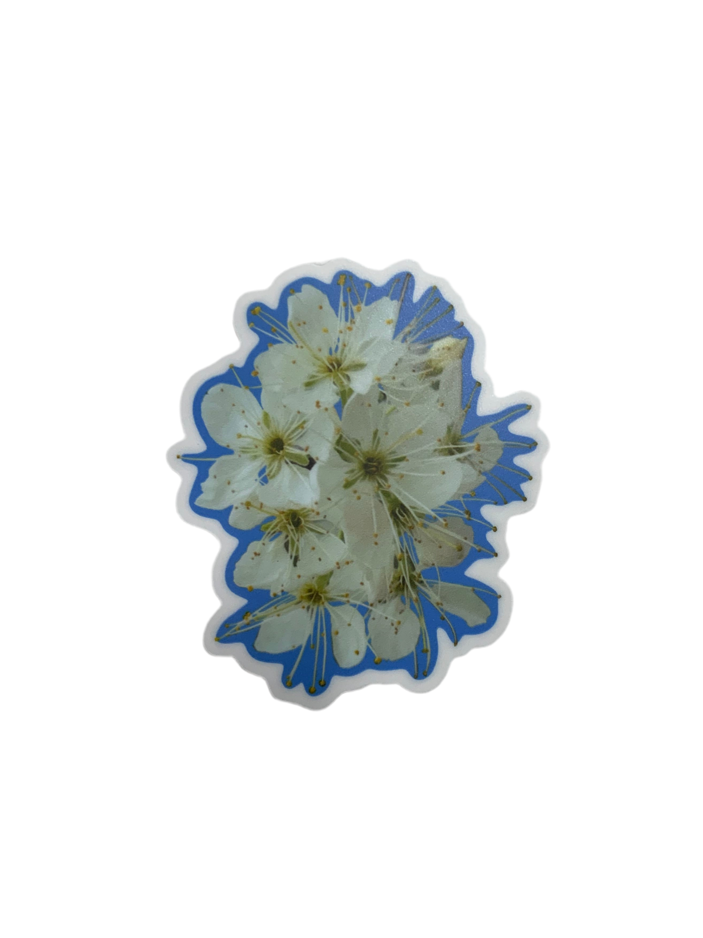 Plum blossoms