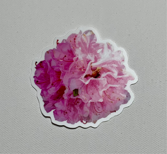 Rhododendron
